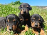 Doberman Yavrulari Mama Ve Malzeme Kampanya Li