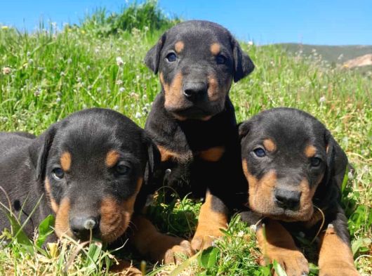 Doberman Yavrulari Mama Ve Malzeme Kampanya Li görsel