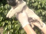 Pug  Yavrulari Mama Ve Malzeme Kampanyanli