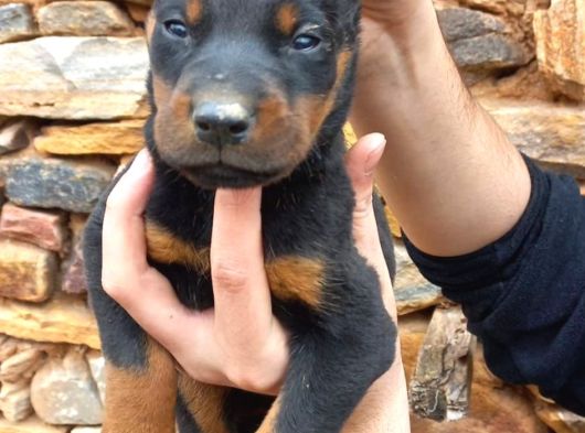Doberman Yavrulari Mama Ve Malzeme Kampanya Li görsel
