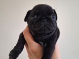 Pug  Yavrulari Mama Ve Malzeme Kampanyanli