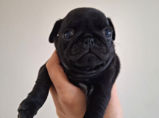 Pug  Yavrulari Mama Ve Malzeme Kampanyanli görsel