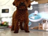 Toy Poodle Yavruları Mama Ve Malzeme Kampanyalı