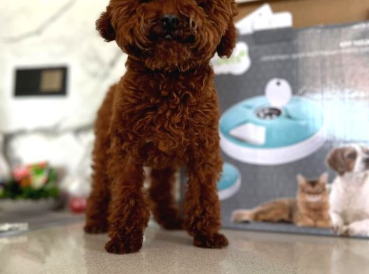 Toy Poodle Yavruları Mama Ve Malzeme Kampanyalı görsel