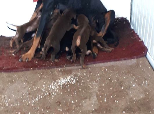 Şampi̇yon Fci Secereli̇ Doberman  Yavrulari görsel