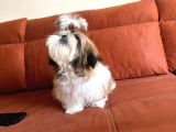 Shih Tzu Yavruları Mama Malzeme Kampanyali