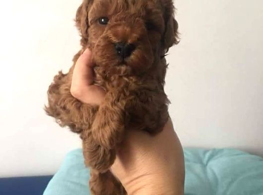 Toy Poodle Yavruları Mama Ve Malzeme Kampanyalı görsel