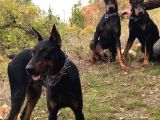 Doberman Yavrulari Mama Ve Malzeme Kampanya Li