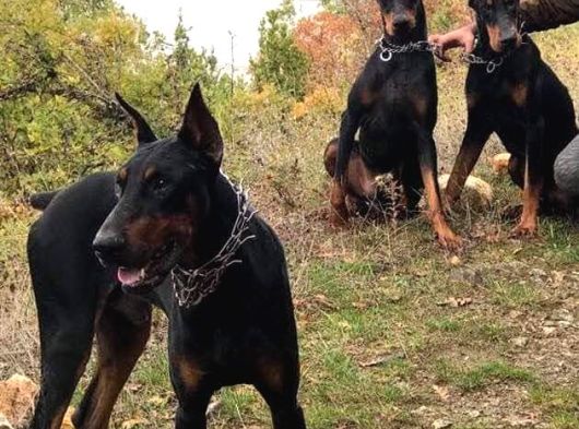 Doberman Yavrulari Mama Ve Malzeme Kampanya Li görsel