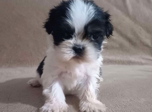 Shih Tzu Yavruları Mama Malzeme Kampanyali görsel