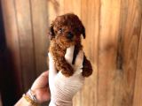 Toy Poodle Yavruları Mama Ve Malzeme Kampanyalı