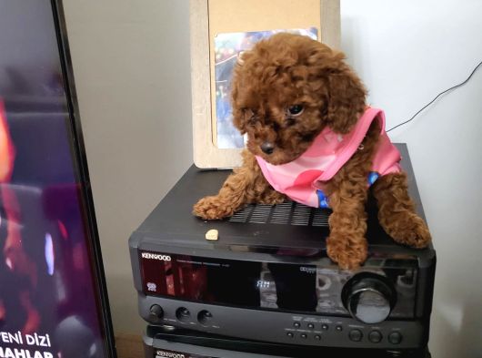 Orjinal Kore Tea Cup Poodle Yavrular görsel
