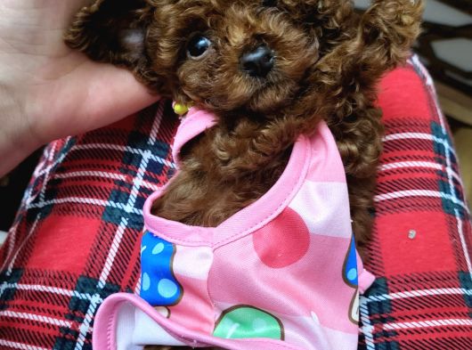 Orjinal Kore Tea Cup Poodle Yavrular görsel