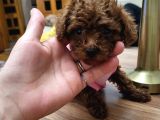 Orjinal Kore Tea Cup Poodle Yavrular