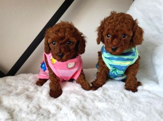 Orjinal Kore Tea Cup Poodle Yavrular