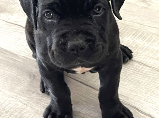 Cane Corso A Kalite Sağlık Garantili Yavrularım görsel