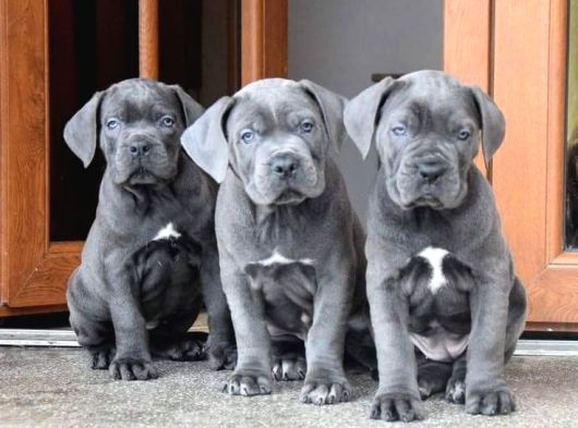 Cane Corso A Kalite Sağlık Garantili Yavrularım