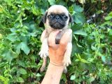 Pug  Yavrulari Mama Ve Malzeme Kampanyanli