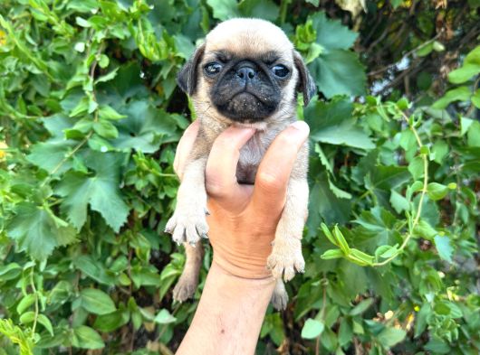 Pug  Yavrulari Mama Ve Malzeme Kampanyanli görsel