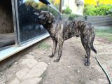 Anne Oğul Cane Corso Sahiplendirme