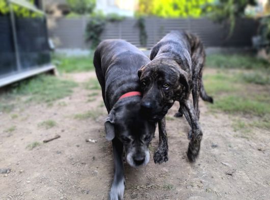 Anne Oğul Cane Corso Sahiplendirme