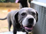 Anne Oğul Cane Corso Sahiplendirme