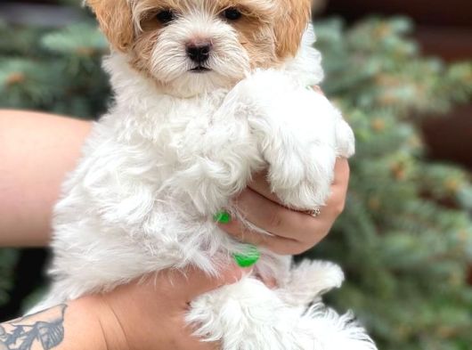 Malti̇poo Ci̇nsi̇ Yavrular Ev Üreti̇mi̇