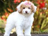 Malti̇poo Ci̇nsi̇ Yavrular Ev Üreti̇mi̇