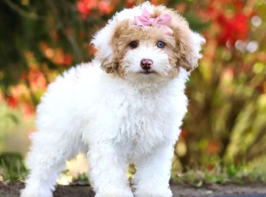 Malti̇poo Ci̇nsi̇ Yavrular Ev Üreti̇mi̇ görsel