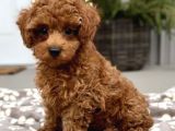 KIPKIRMIZI RED TOY POODLE