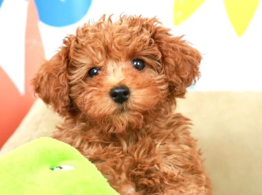 Kipkirmizi Red Toy Poodle görsel