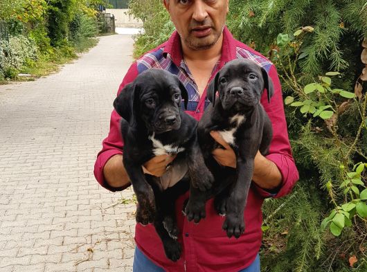 Cane Corso Yavrulari Mama Ve Malzeme Kampanyali görsel