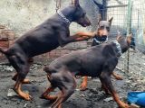 İri Yapışı Doberman Yavrular