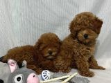 mini mini poodler