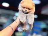 Tedy Bear Pomerianan Yavruları