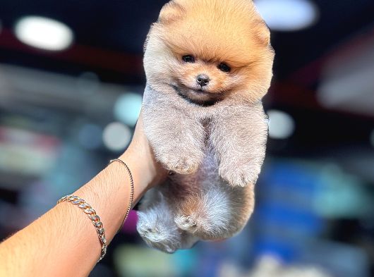 Tedy Bear Pomerianan Yavruları görsel