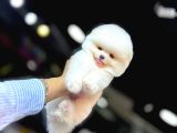 Tedy Bear Pomerianan Yavruları