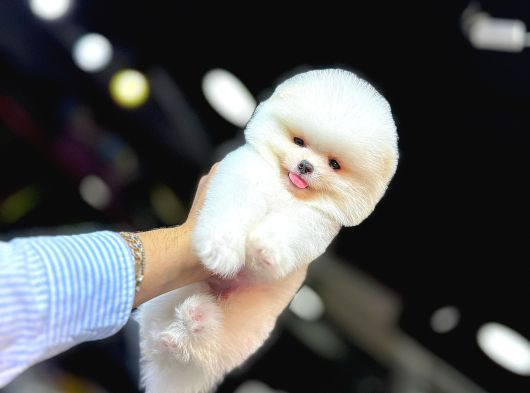 Tedy Bear Pomerianan Yavruları görsel