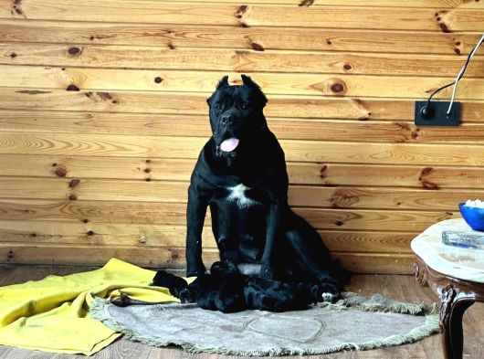 Cane Corso Yavrulari Mama Ve Malzeme Kampanyali görsel