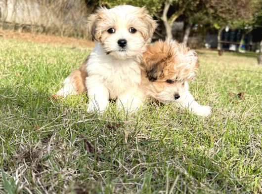Sıfır Numara Morkie Yavrular görsel