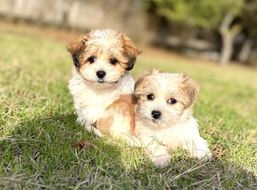 Sıfır Numara Morkie Yavrular görsel