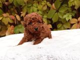 Red Brown Mini Toy Poodle