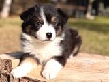 Avustralya çoban köpeği aussie Yavrular