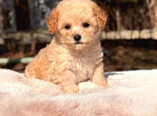 Teacup apricot Maltipoo Yavru