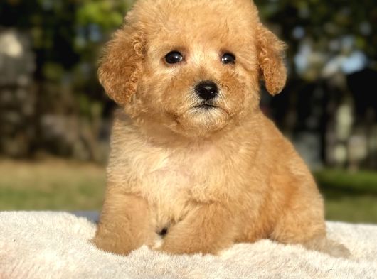 Mini Boy Maltipoo Yavrular görsel