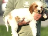 Labradoodle Dev Boy Dizayn Irk Bebekler En Özel Renk