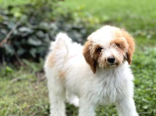 Labradoodle Dev Boy Dizayn Irk Bebekler En Özel Renk