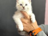 Blue Poi̇nt Mavi̇ Göz Bri̇ti̇sh Yavrumuz