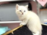 Blue Poi̇nt Mavi̇ Göz Bri̇ti̇sh Yavrumuz