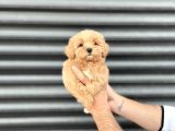KORE MİNİ AŞILI MALTİPOO BEBEĞİMİZ